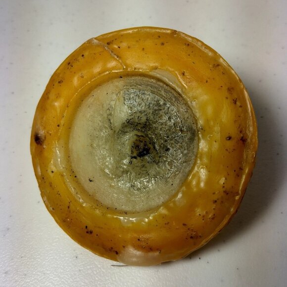 Johann Gunter Walldurn Baden Carved Wax Candle Germany Schwarzwald Mushroom 8" - Picture 5 of 16